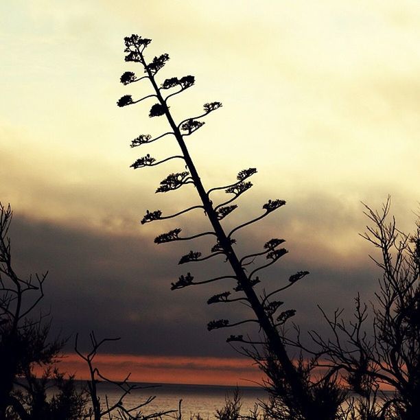 sky, silhouette, low angle view, cloud - sky, cloudy, tranquility, sunset, nature, beauty in nature, overcast, dusk, cloud, tree, weather, scenics, tranquil scene, outdoors, no people, growth, bare tree