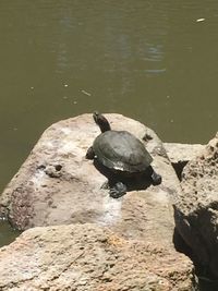 Close-up of tortoise on lake