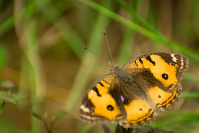 Close-up of butterfly pollinating flower