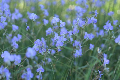 Close-up of purple flowering plants on field