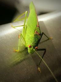 Close-up of insect on leaf