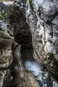 Close-up of tree trunk by rocks