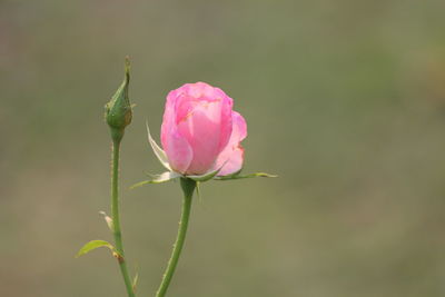 Close-up of pink rose