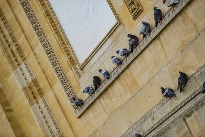 High angle view of pigeons on building
