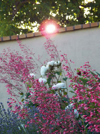 Close-up of pink flowering plants