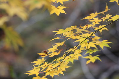 Close-up of leaves on tree trunk