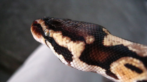 Close-up of lizard