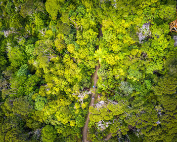 High angle view of plants and trees in forest