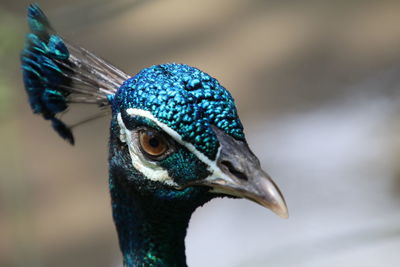 Close-up of peacock