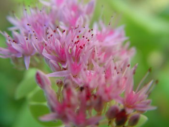 Close-up of pink flowering plant