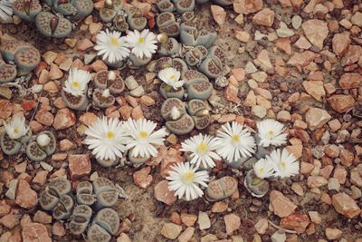 High angle view of white flowering plant on pebbles