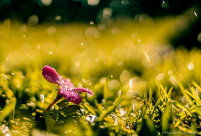 Close-up of wet purple flowering plants