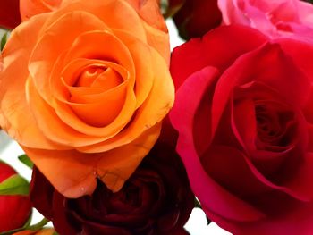 Close-up of red roses