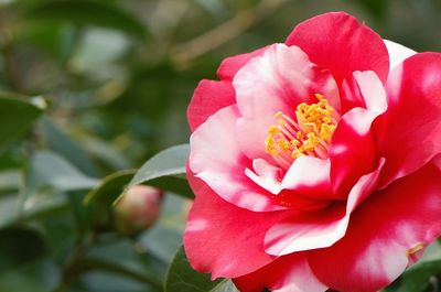 Close-up of pink flower