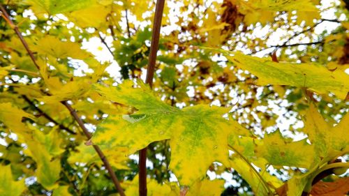 Low angle view of maple tree