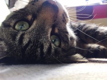 Close-up portrait of cat