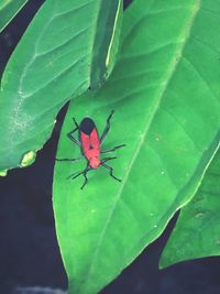 Close-up of insect on leaf