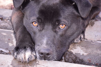 Close-up portrait of black dog