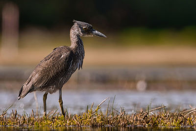 Close-up of bird on field