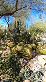 Close-up of cactus plant against sky