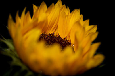 Close-up of yellow flower against black background