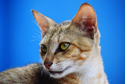 Close-up of cat looking away