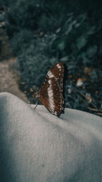 Close-up of butterfly on person