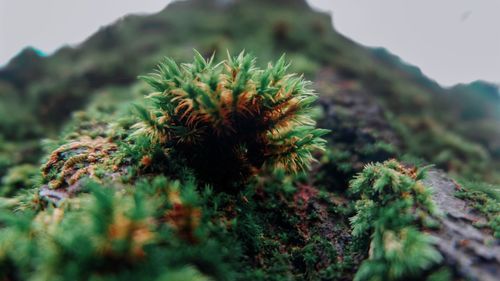 Close-up of plant growing on field