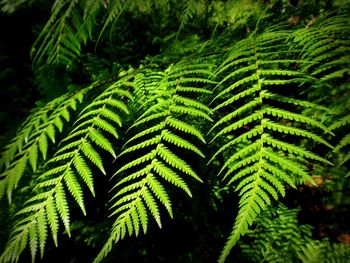 Close-up of leaves on tree