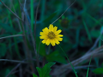 Close-up of yellow flowering plant