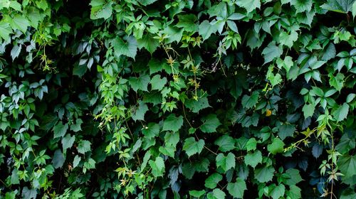 Full frame shot of ivy growing on field