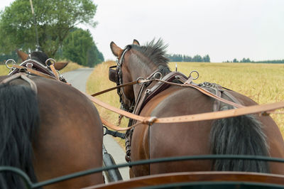 Horses breed saxon thuringian heavy warm blood pull. horses are relaxed.