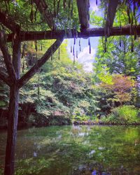 Scenic view of lake in forest