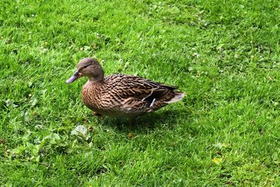 Duck on a field