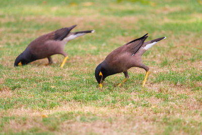 Ducks on a field