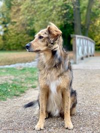 Close-up of a dog looking away