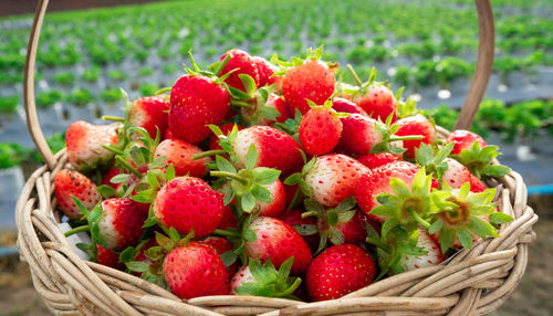 Close-up of strawberries in basket