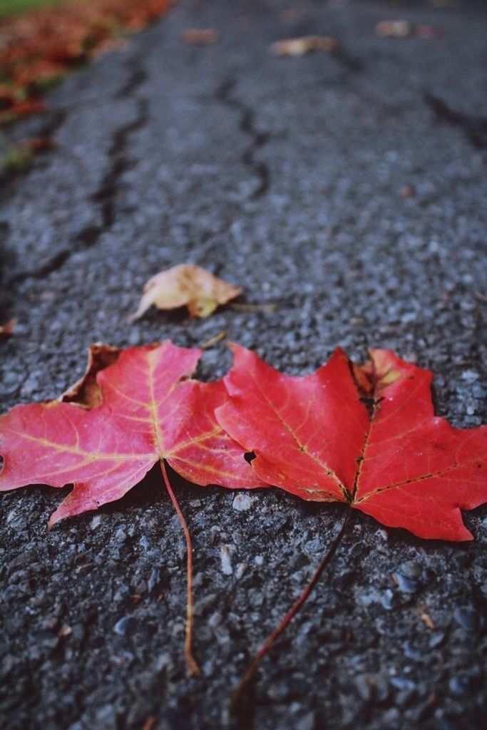 autumn, change, leaf, season, leaves, maple leaf, red, dry, fallen, close-up, selective focus, street, nature, orange color, surface level, leaf vein, natural pattern, fragility, outdoors, day