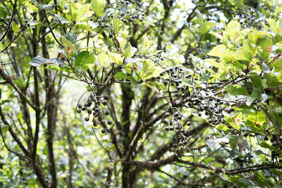 Branches of tree