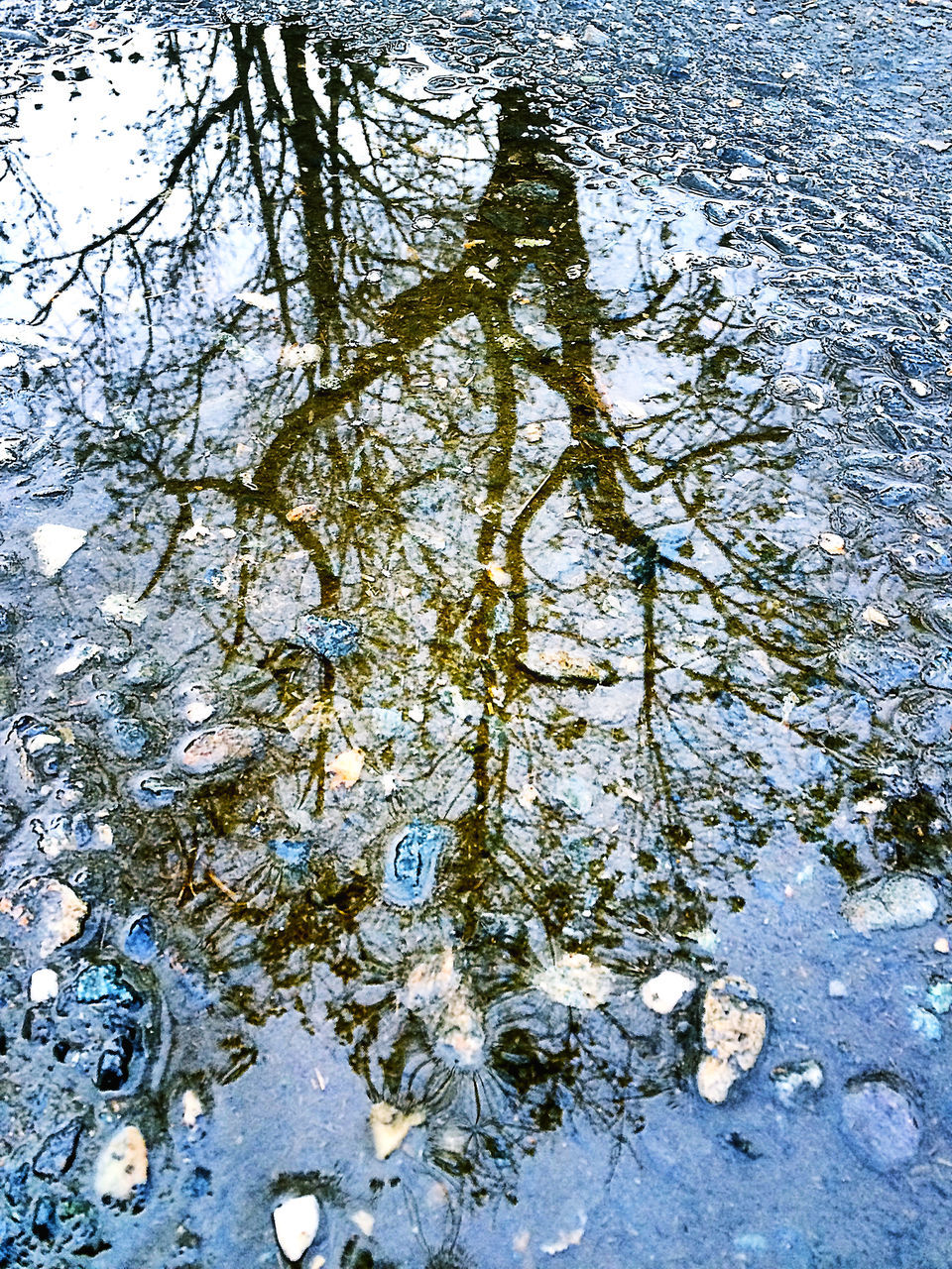 water, reflection, puddle, tree, nature, tranquility, sky, wet, day, blue, no people, branch, outdoors, lake, beauty in nature, sunlight, high angle view, bare tree, leaf, season