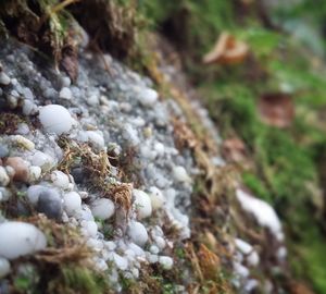 Close-up of stones on rock