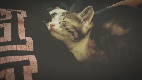Kitten sleeping on bed at home