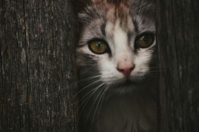 Close-up portrait of cat
