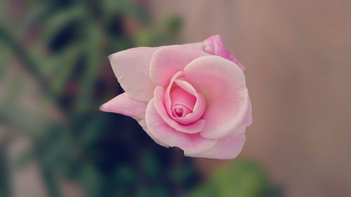 Close-up of pink rose