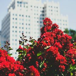 Pink flowers blooming in city