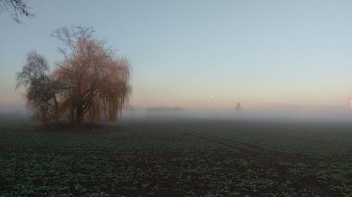 Trees on field against sky at foggy weather