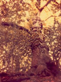 View of tree trunk