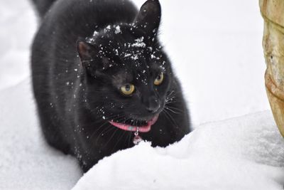 Close-up of black cat on snow
