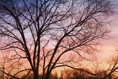 Low angle view of bare trees against sky at sunset