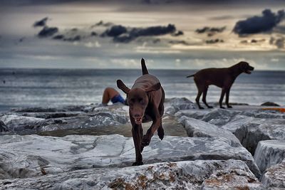 Dog running on rock by sea during sunset